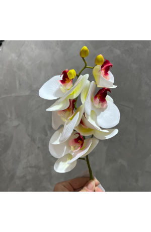 Haste de Orquídea Branca