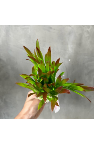 Capim Verde e Marrom