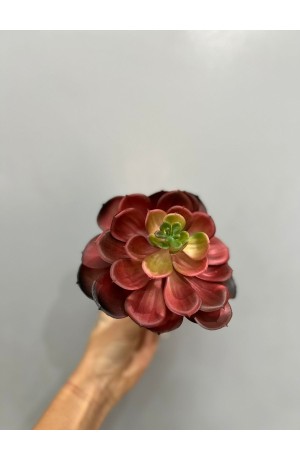 Suculenta Vinho - 17cm ( Artificial )