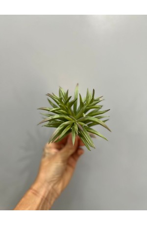 Suculenta Verde Clara ( Artificial ) - 13cm