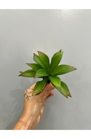 Suculenta Verde ( Artificial ) - 6cm