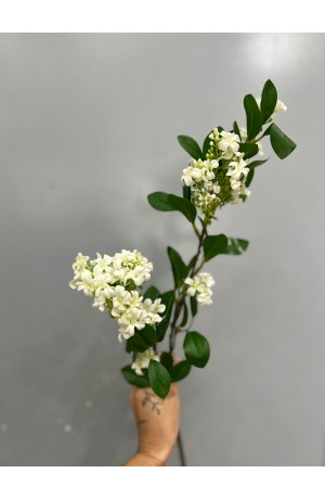 Haste de Ligustrum Sinense Branca - 71cm (Artificial)