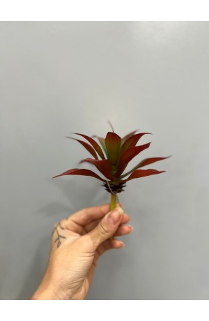 Suculenta Vermelha ( Artificial ) - 6cm