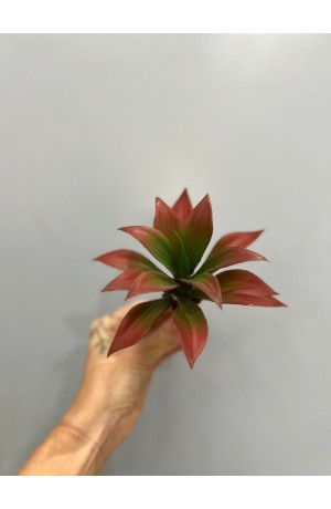 Suculenta Vermelha ( Artificial ) - 6cm