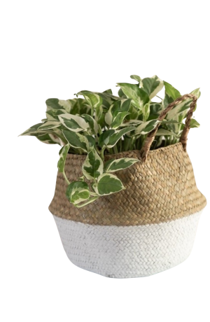 Cesto Seagrass Natural e Branco G